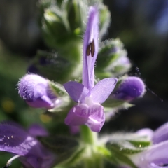 Salvia sclareoides