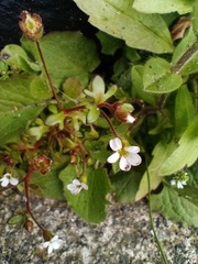 Saxifraga tridactylites
