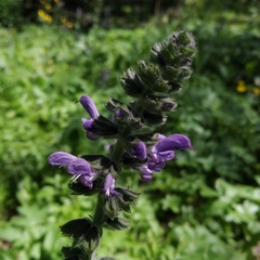 Salvia sclareoides