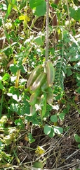 Astragalus boeticus
