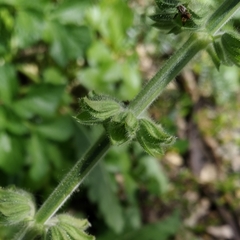 Salvia sclareoides