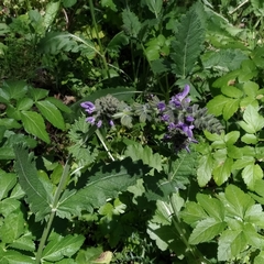 Salvia sclareoides