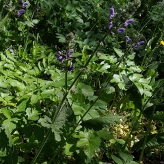 Salvia sclareoides