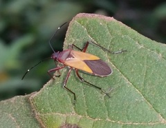 Insecta
