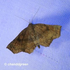 Throana pectinifer