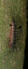 Insecta