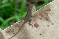 Anolis higuey