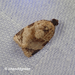 Neocalyptis liratana