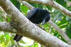 Corvus leucognaphalus