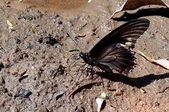 Battus polydamas