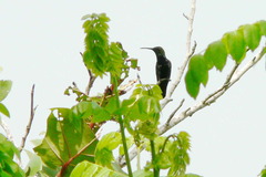 Anthracothorax dominicus