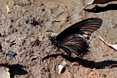 Battus polydamas