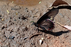 Battus polydamas