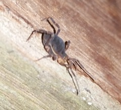 Opiliones