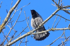 Corvus cornix