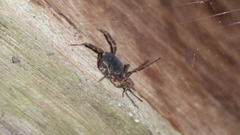 Opiliones