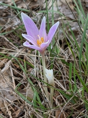 Colchicum longifolium