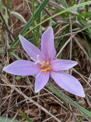 Colchicum longifolium