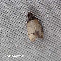 Tyrolimnas anthraconesa