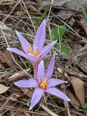 Colchicum longifolium
