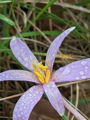 Colchicum longifolium