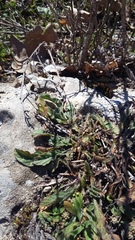 Convolvulus cantabrica