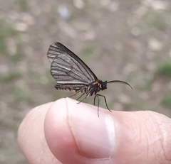 Sangalopsis microleuca