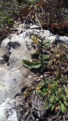 Convolvulus cantabrica