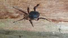 Opiliones