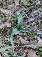 Colchicum longifolium