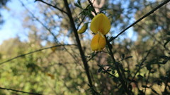 Cytisus scoparius