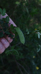 Cytisus scoparius