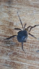 Opiliones