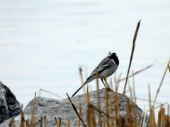 Motacilla alba