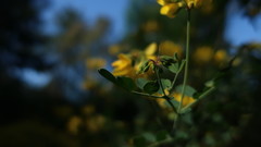 Coronilla valentina glauca