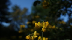 Coronilla valentina glauca