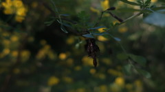 Coronilla valentina glauca