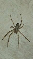 Nephilingis cruentata
