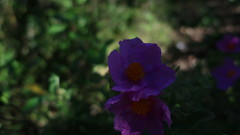 Cistus albidus