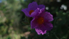Cistus albidus