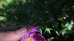 Cistus albidus