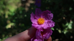 Cistus albidus