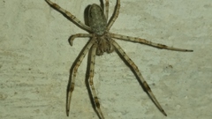 Nephilingis cruentata