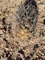 Coryphantha robustispina scheeri