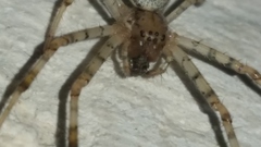 Nephilingis cruentata