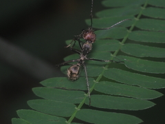 Camponotus singularis