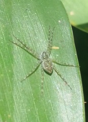 Thaumasia