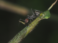 Camponotus singularis