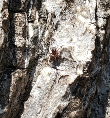 Chalcoscirtus diminutus