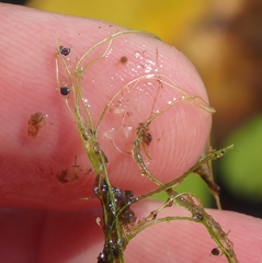 Utricularia gibba image